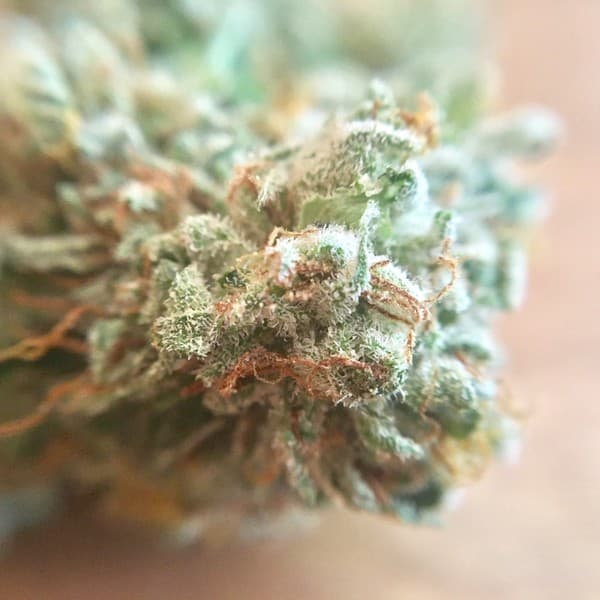 Starfighter cannabis strain, community photo 2