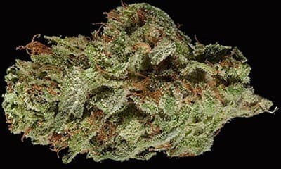 Strawnana cannabis strain, community photo 3