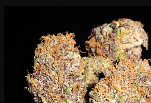 Sugar Plum cannabis strain, community photo 1