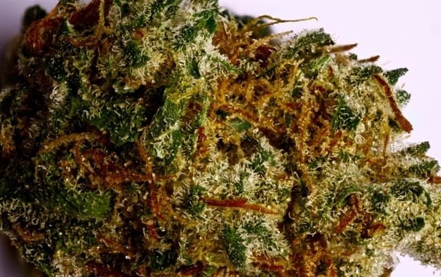Sugar Shack cannabis strain, community photo 3