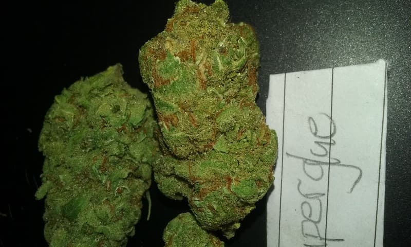Super Glue cannabis strain, community photo 1