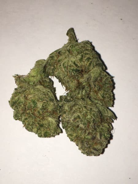 Super Glue cannabis strain, community photo 4