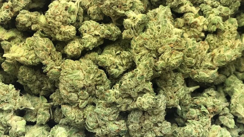 Super Glue cannabis strain, community photo 6