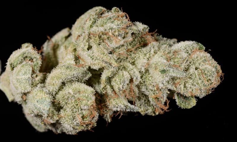 Super Glue cannabis strain, community photo 7