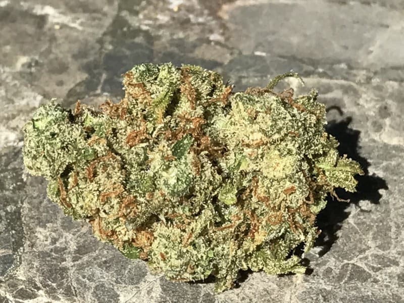 Super Jack cannabis strain, community photo 1