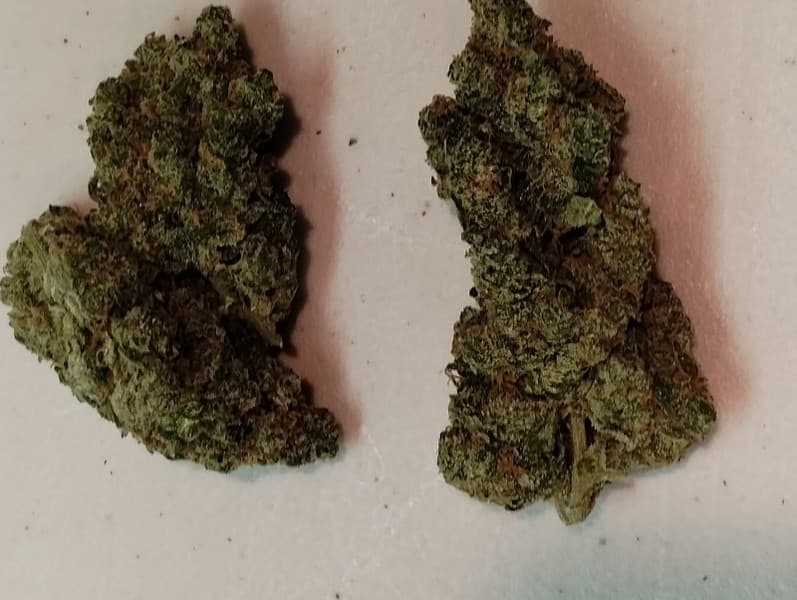Super Jack cannabis strain, community photo 2
