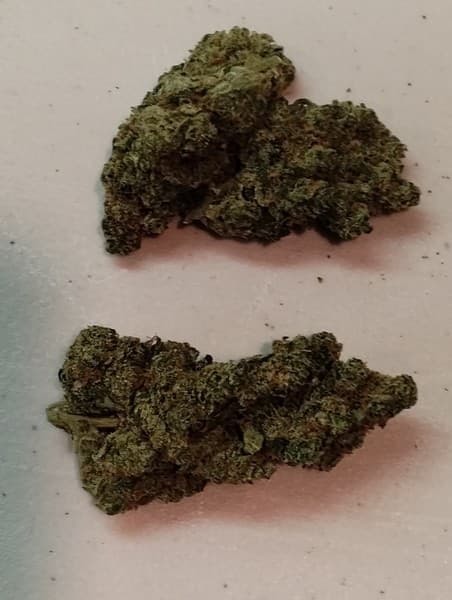 Super Jack cannabis strain, community photo 3