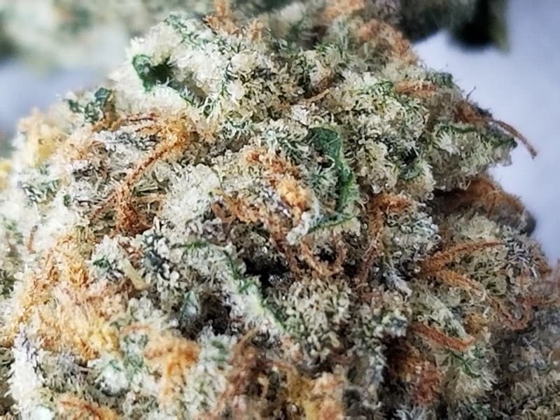 Super Skunk cannabis strain, community photo 3