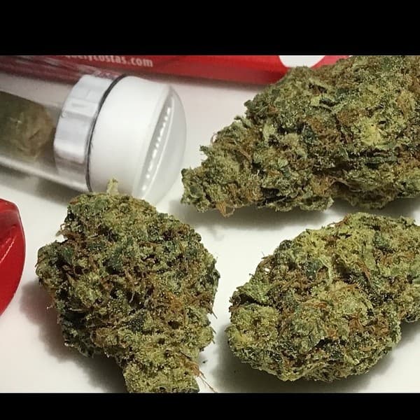 Super Skunk cannabis strain, community photo 5