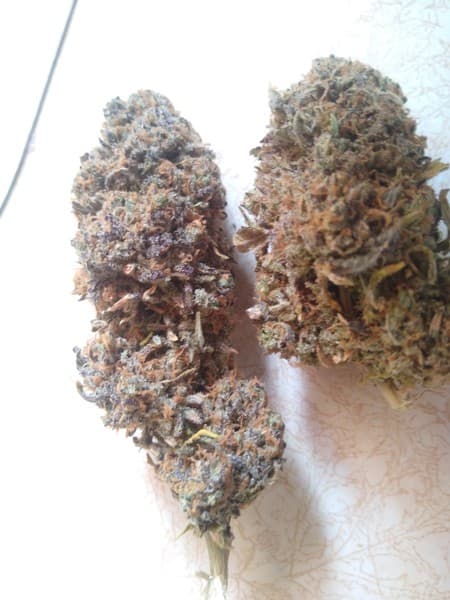 Super Skunk cannabis strain, community photo 6
