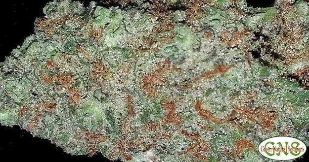 Super Skunk cannabis strain, community photo 7