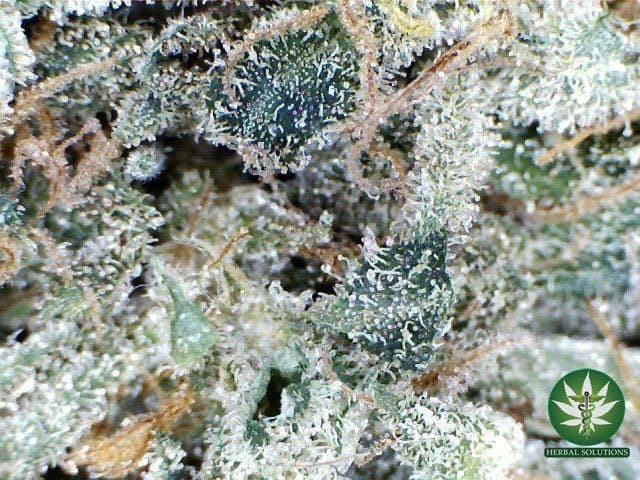 Super Skunk cannabis strain, community photo 8