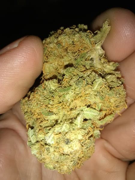 Supernova cannabis strain, community photo 1