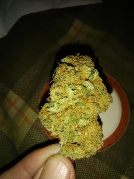 Supernova cannabis strain, community photo 2