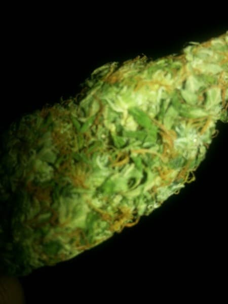 Supernova cannabis strain, community photo 4