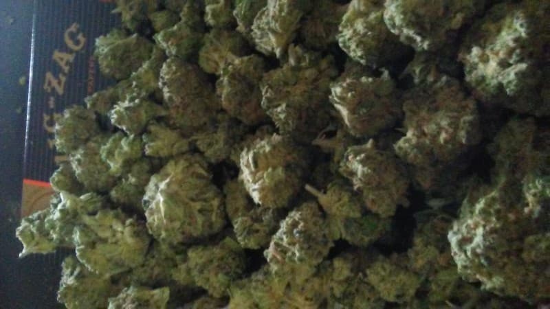 Sweet Tooth cannabis strain, community photo 4