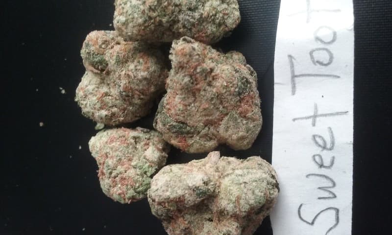 Sweet Tooth cannabis strain, community photo 6