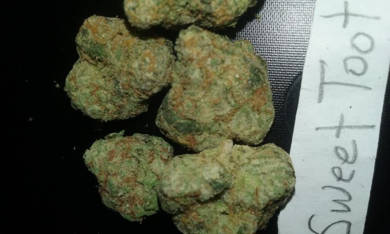 Sweet Tooth cannabis strain, community photo 7