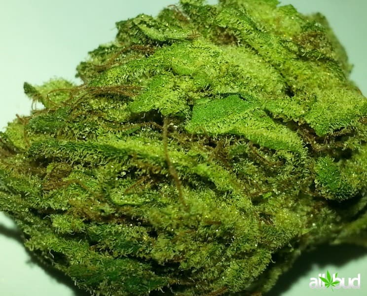 Sweet Tooth cannabis strain, community photo 8