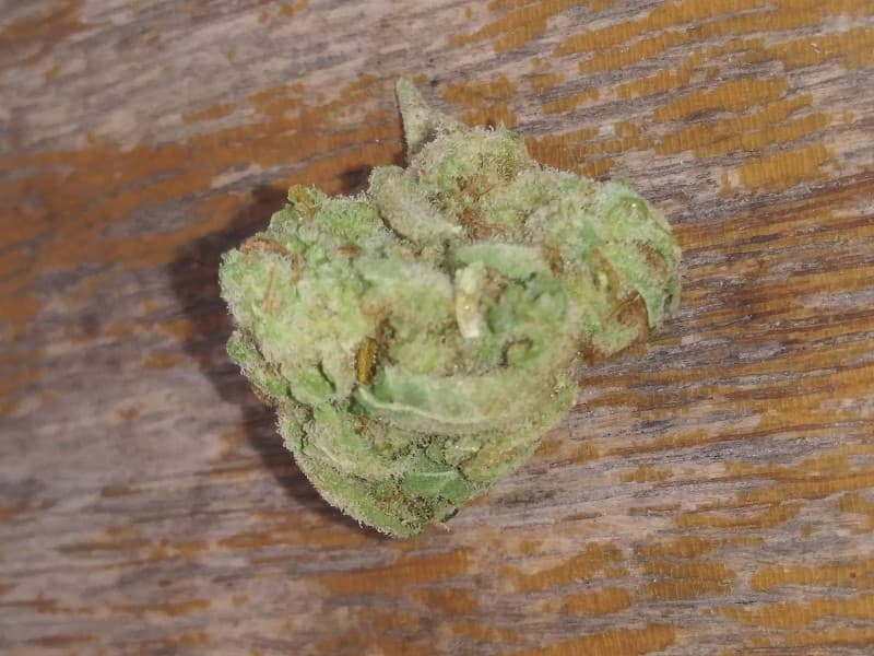 Tahoe Alien cannabis strain, community photo 2