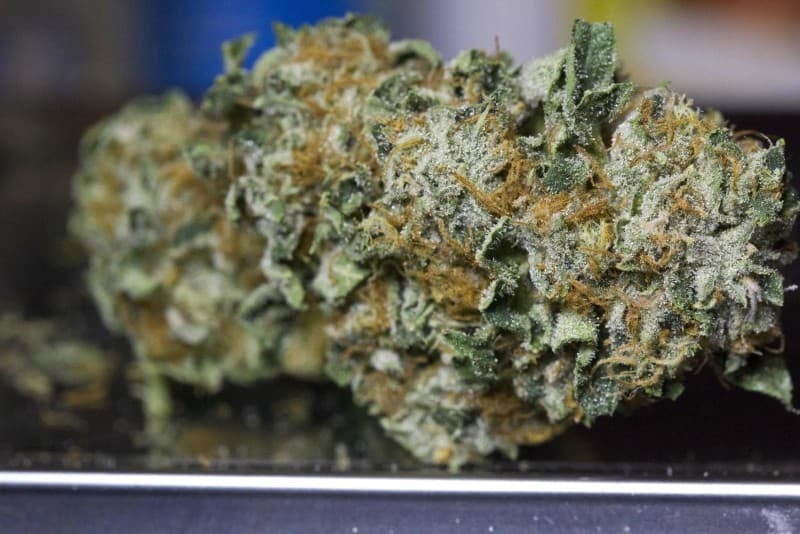 Tahoe Alien cannabis strain, community photo 4