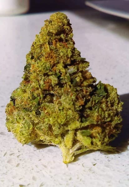 Tahoe OG cannabis strain, community photo 6
