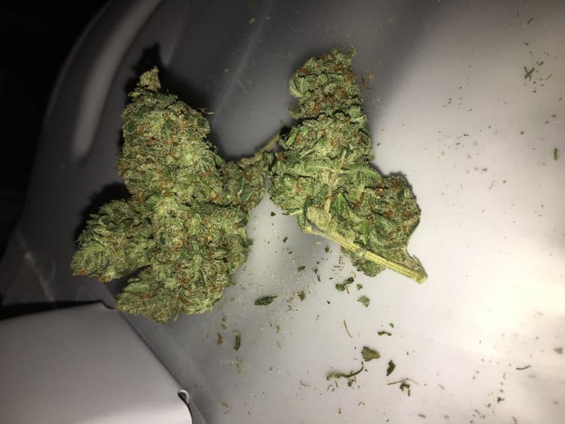 Tahoe OG cannabis strain, community photo 9