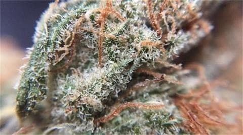 Tangilope cannabis strain, community photo 1