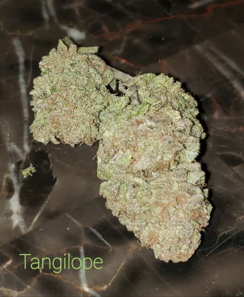 Tangilope cannabis strain, community photo 2