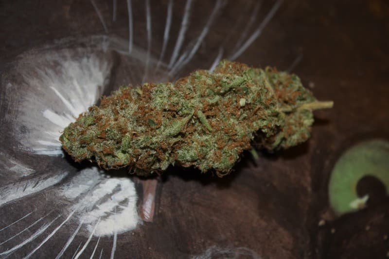 Tangilope cannabis strain, community photo 3
