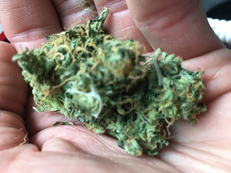 Thai cannabis strain, community photo 1