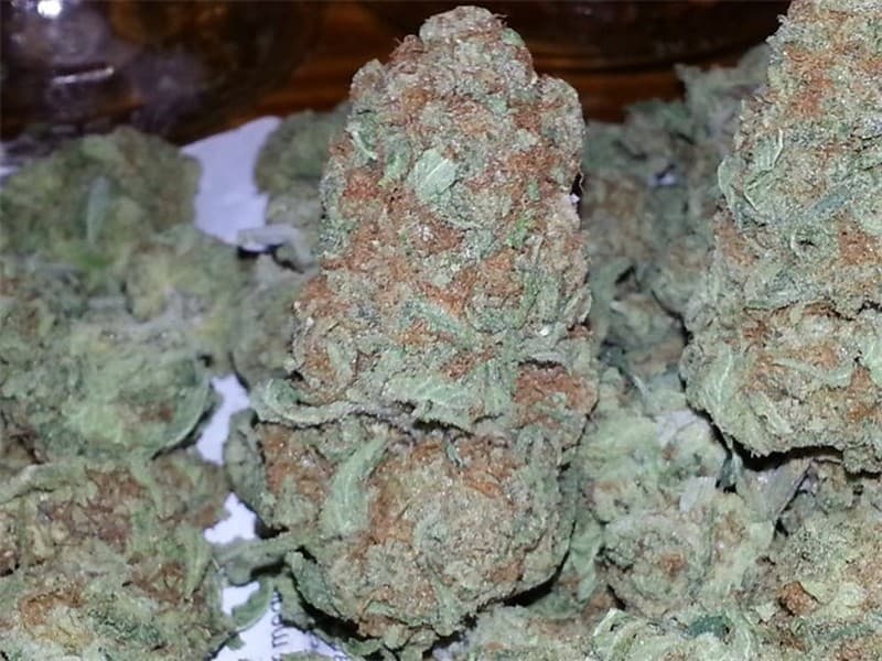 Thai cannabis strain, community photo 2