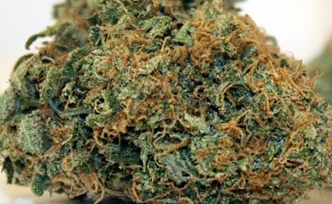 Thai cannabis strain, community photo 3