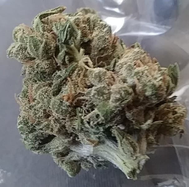 Tigers Milk cannabis strain, community photo 2