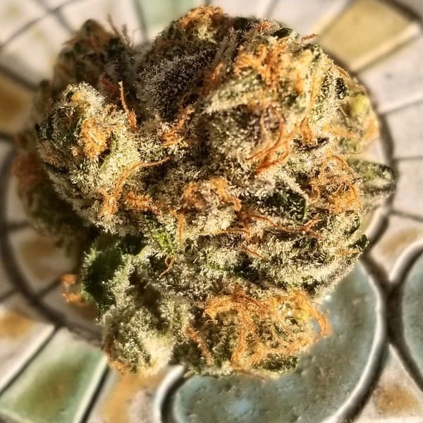 Tigers Milk cannabis strain, community photo 3