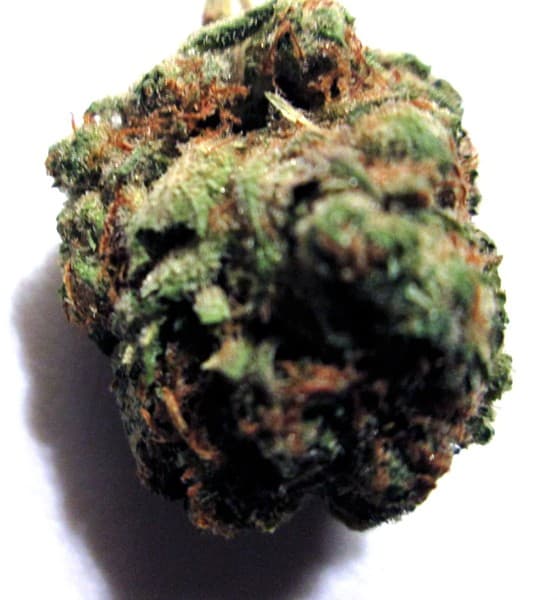 Tigers Milk cannabis strain, community photo 4