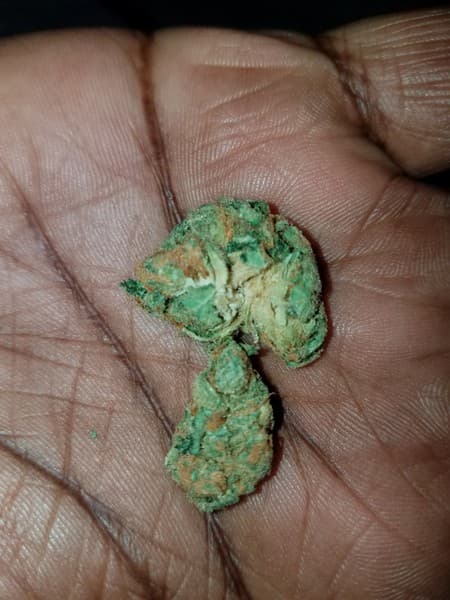Tigers Milk cannabis strain, community photo 5