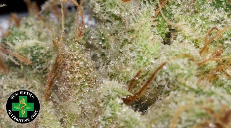 Timewreck cannabis strain, community photo 1