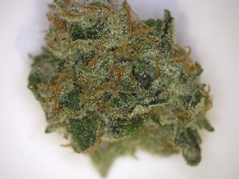 Trainwreck cannabis strain, community photo 1