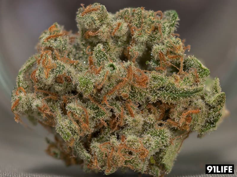 Trainwreck cannabis strain, community photo 4