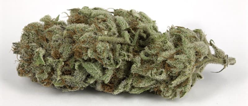 Trainwreck cannabis strain, community photo 5
