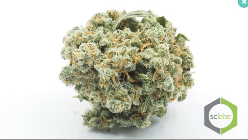 Trainwreck cannabis strain, community photo 6