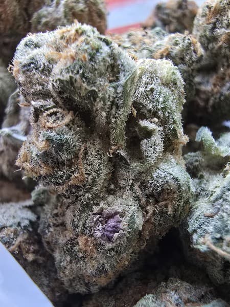 Trix cannabis strain, community photo 2