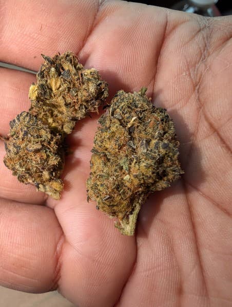 Trix cannabis strain, community photo 4