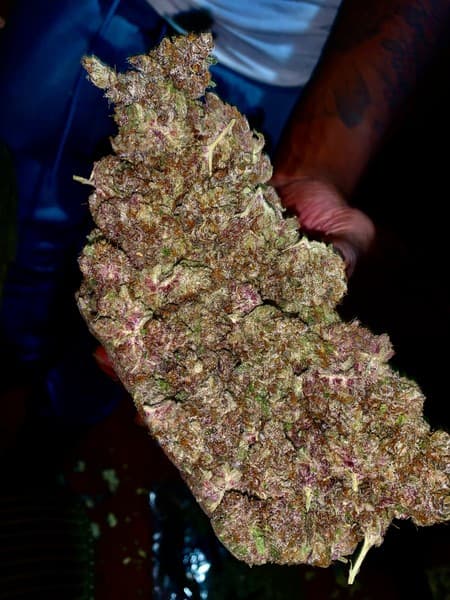 Tropsanto cannabis strain, community photo 3