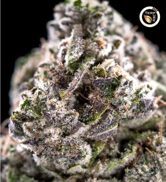 True Mints cannabis strain, community photo 1