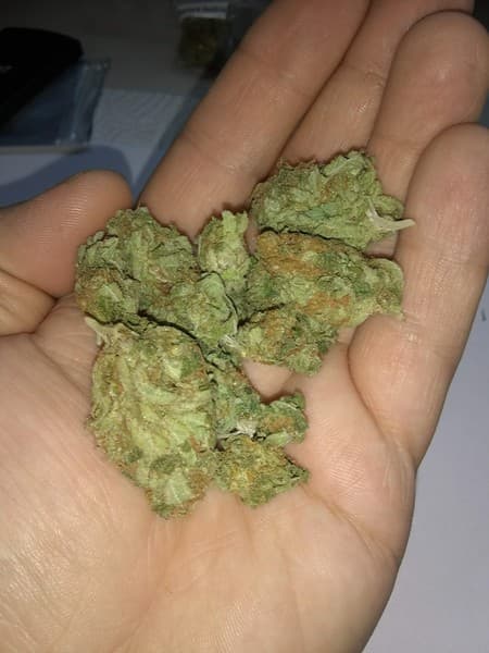 True OG cannabis strain, community photo 6