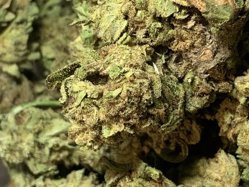 UK Cheese cannabis strain, community photo 1