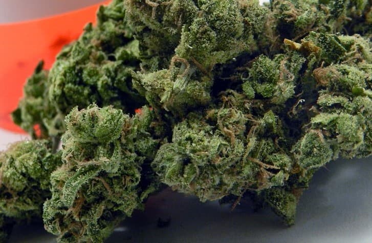 UK Cheese cannabis strain, community photo 3