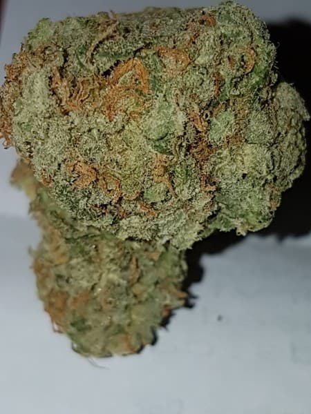 UK Cheese cannabis strain, community photo 5
